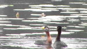 Härkälintu kesällä (Nostokuva)