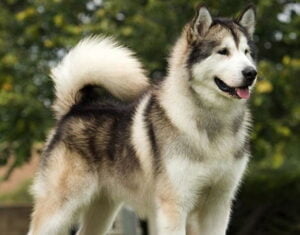 koira