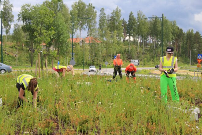 Ahkerat kesätyöntekijät puursivat tiistaina iltapäivällä Tuomiston kiertoliittymän rikkaruohojen kimpussa. Kuva: Laura Haavisto.