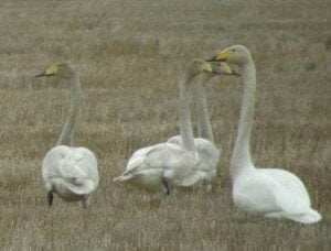 laulujoutsenia, kuva: minna isotalo