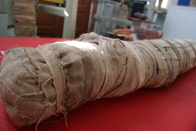Egyptiläiset muumioivat ihmisten lisäksi myös eläimiä. Useita eläimiä muumioitiin, koska niiden uskottiin olevan jumalia tai uhreja jumalille. Krokotiilejä pidettiin krokotiilipäisen jumalan Sobekin edustajina. Kuvan muumioon voi tutustua näyttelyssä.