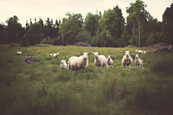 lammas