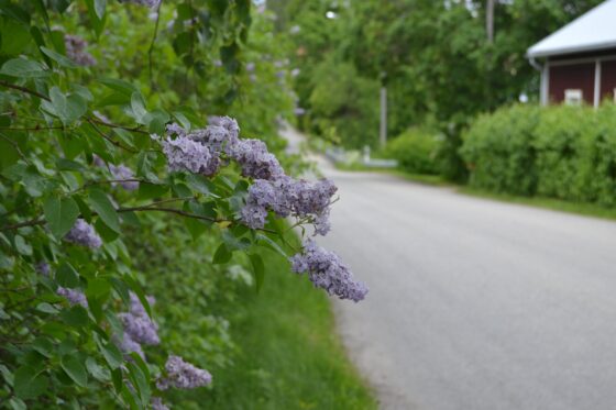 sireenikylä