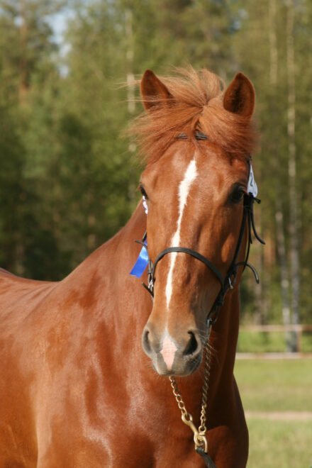 Sastamalan Kärppälässä majaileva Suvi Kevätön osallistuu viikonloppuna ensimmäistä kertaa Kuninkuusraveihin. Kuva: Taru Peltosaari.