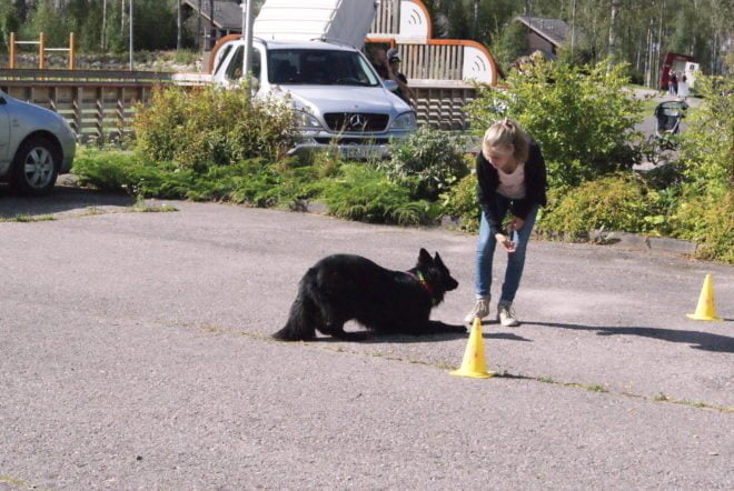 Nuori Koirataituri 2016-kilpailuunkin osallistunut Vinja Viljanen ja Ihku esittelivät hekin taitojaan Ellivuoressa.