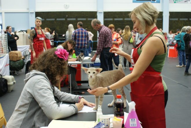 Kissanäyttely 2016