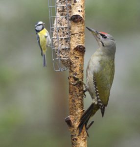 Sinitiainen ja Harmaapäätikka