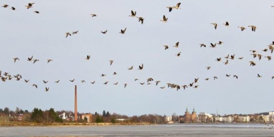 ++Hanhia lehteen (1), Kuva Hannu Moilanen