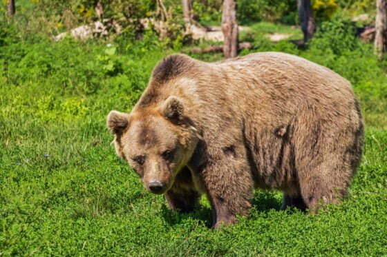 bear-422682_1920
