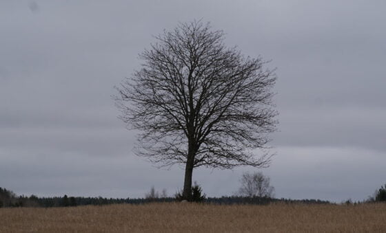 SONY DSC