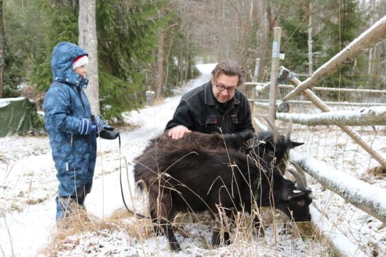 Veli-Pekka Bäckmanille eläimet ovat syvästi inhimillisiä olentoja. Pukit ovat myös Bäckmanin kummipoika Marten Ojukasin, 5 vuotta, mieleen.