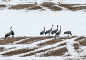 Kurkia lumisella pellolla. Orivesi. Arovainio