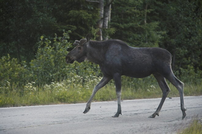 Hirvi tiellä
