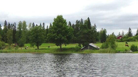 Lukijan kuva, Olavi