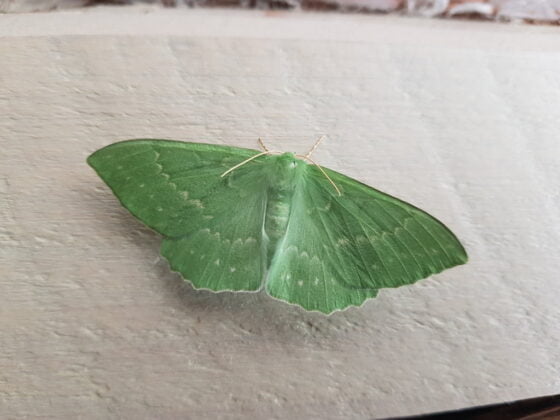 perhonen isomittari