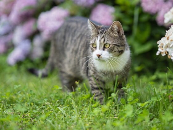 kissa