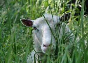 Lammas, Hannu Moilanen