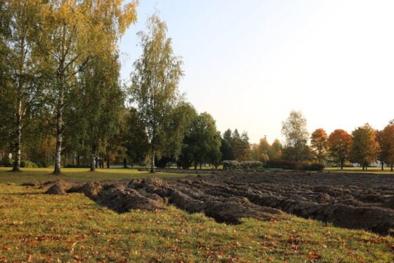 Ystavyydenpuisto kaupunkiniitty