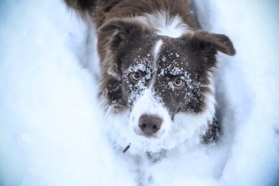 koira pakkanen talvi lumi