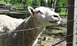lammas kesa kotielain