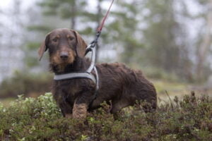 karkeakarvainen mäyräkoira, Suomussalmi, marraskuu