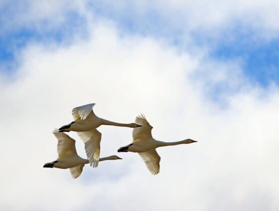 Laulujoutsen laulujoutsenet