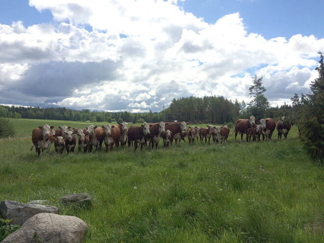 Lehmiä haassa