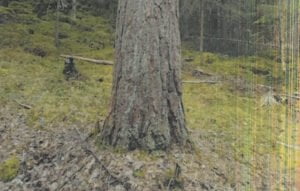 Männyn taimi