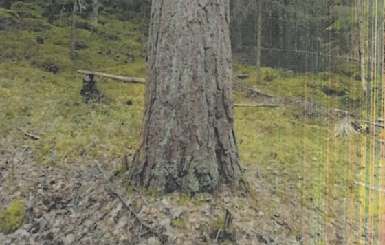 Männyn taimi