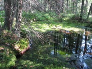Allikkolähde, lähde
