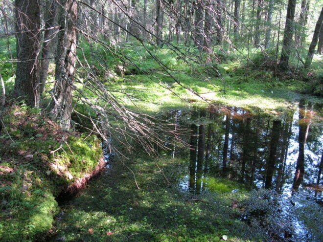 Allikkolähde, lähde