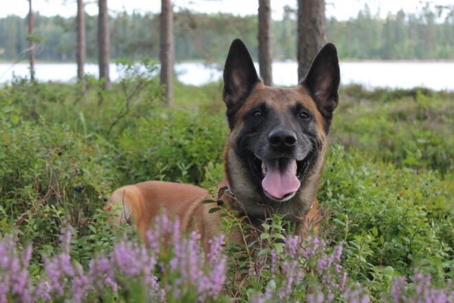 Rike, poliisikoira