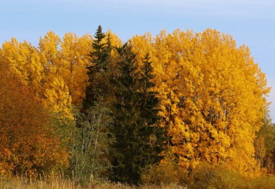 Kuva Hannu Moilanen, Sastamala