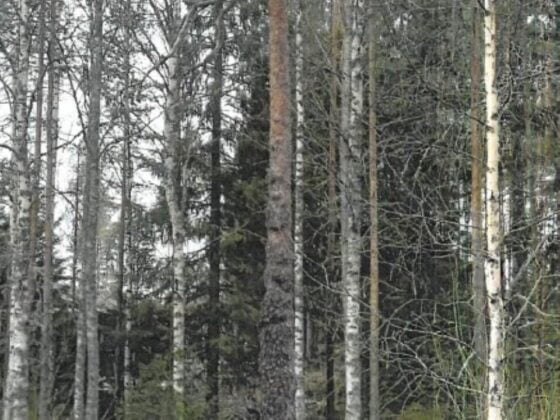 Putajan muhkuramänty