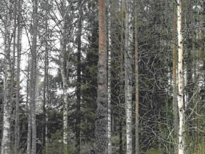 Putajan muhkuramänty