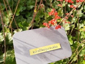kotkan kasvi korali