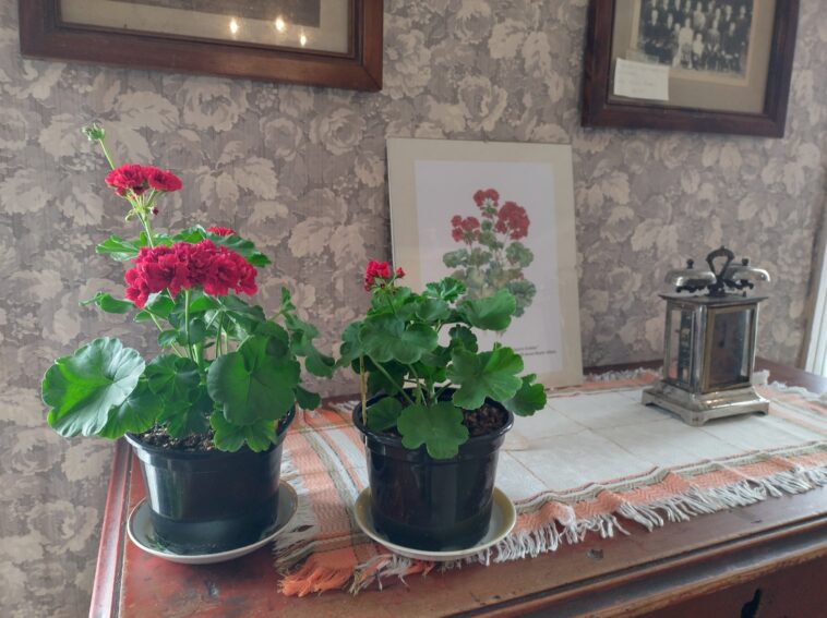 Pelargoni, pelakuu, Viipurin Evakko