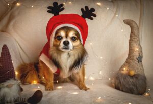 chihuahua, koira, joulu