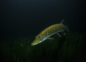 hauki kala vesi veden alla