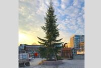 Vammalan torin kuusi