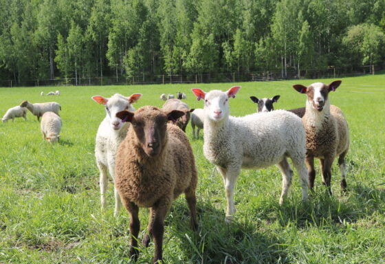 lammas, lampaat, Nikalin tila