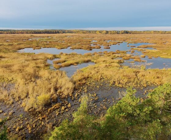 Kärjenkallio, lintulava, Puurijärvi-Isosuo, kuva marjokekki