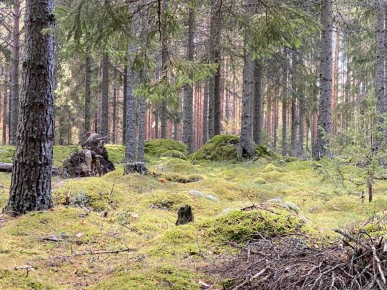 Metsä