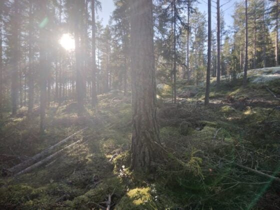 Metsä