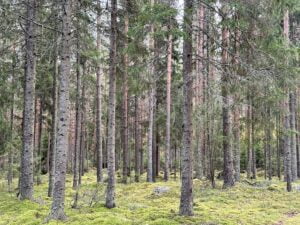 metsä