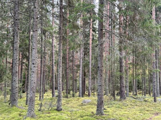metsä