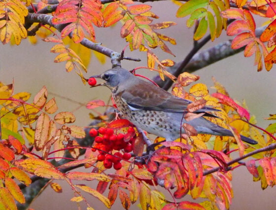 +Lokakuun 2023 luontoa Sastamalassa, kuva Hannu Moilanen