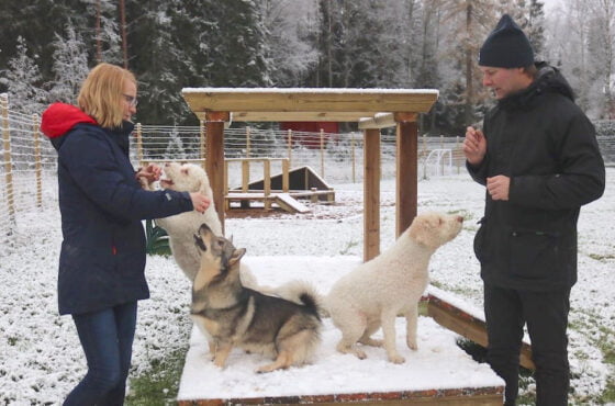 petvilla katja ja janne