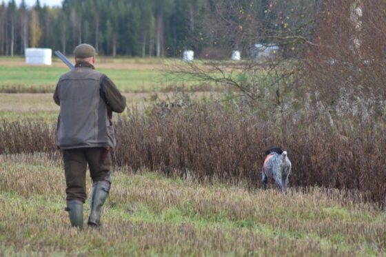 riistakoira ja sauli maastossa