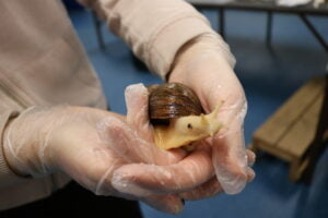 akaattikotilo kädessä sasky